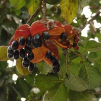 Sterculia balanghas L.